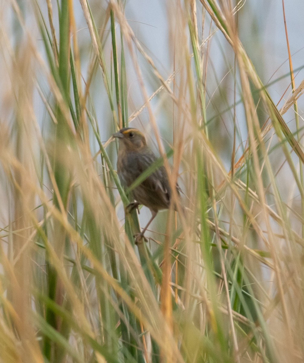 Nelson's Sparrow - ML496821201