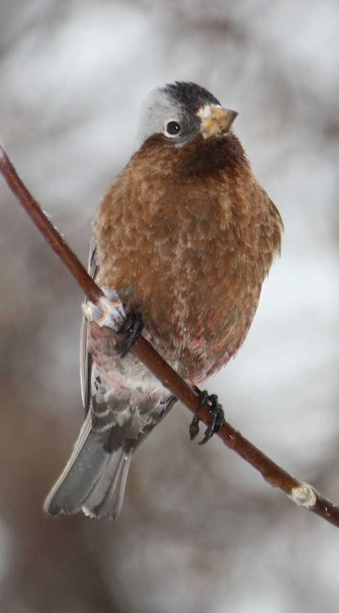 Gray-crowned Rosy-Finch - Marya Moosman