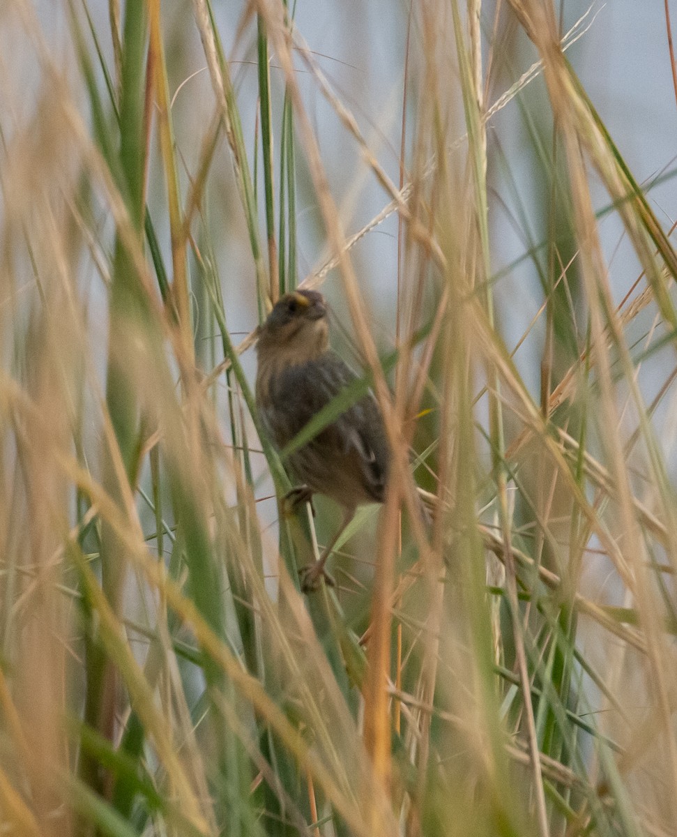 Nelson's Sparrow - Paul Mandala