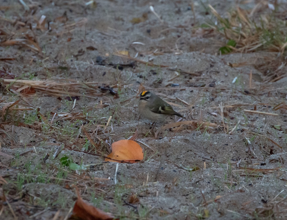 Golden-crowned Kinglet - ML496822111