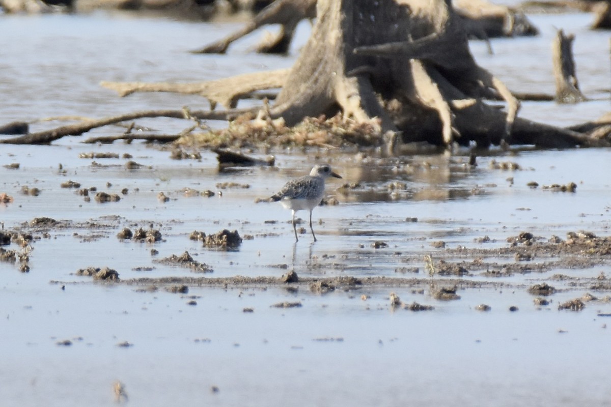 Black-bellied Plover - Pete Monacell