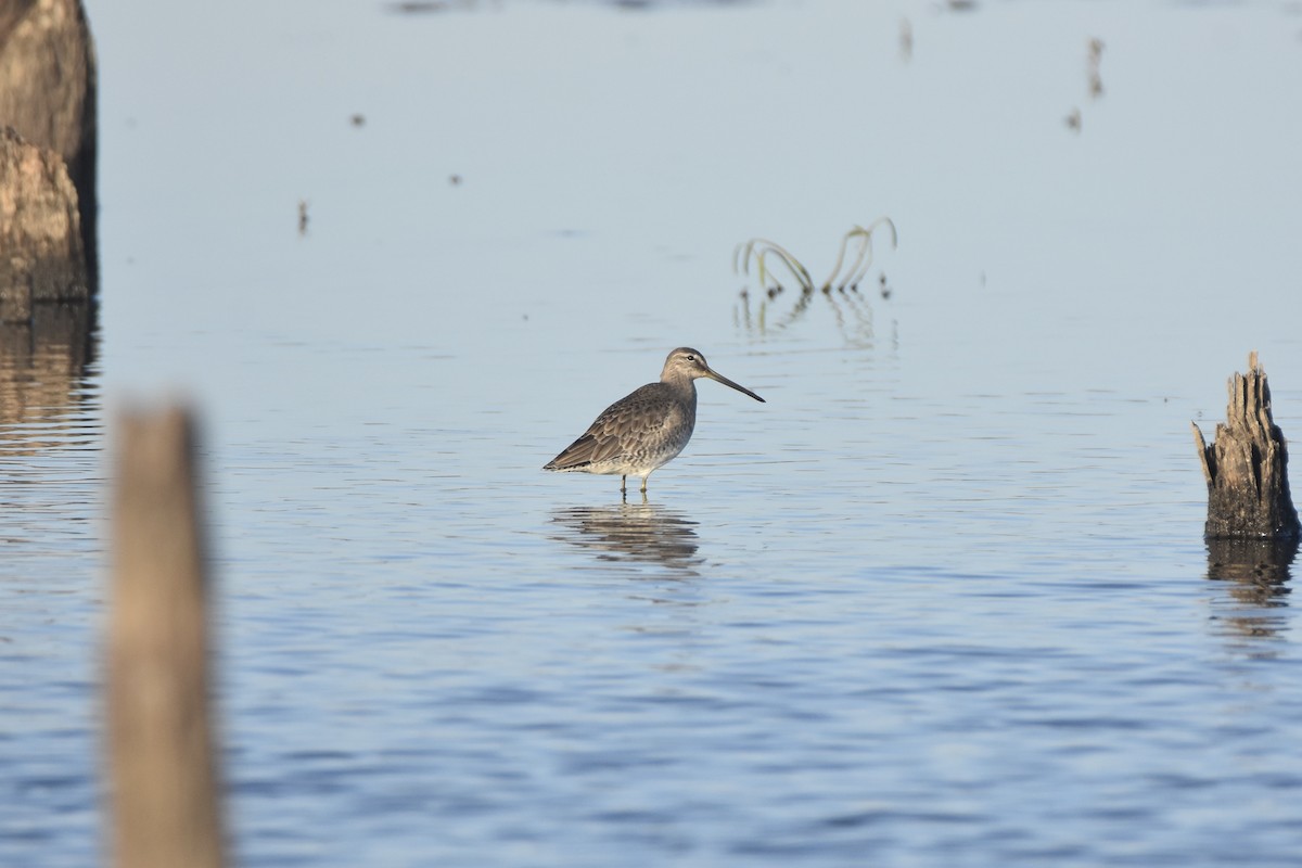 Long-billed Dowitcher - Pete Monacell