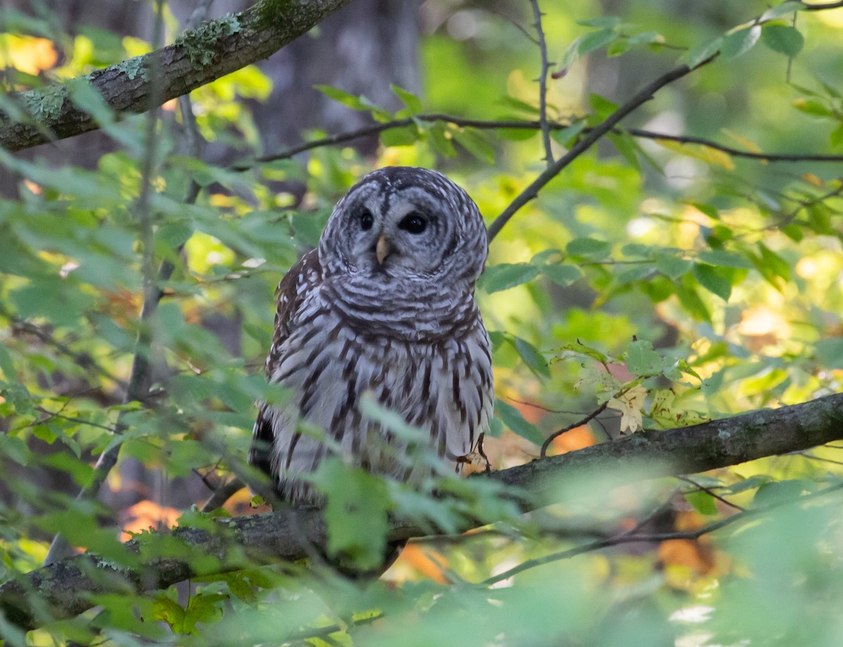 Barred Owl - ML496822441