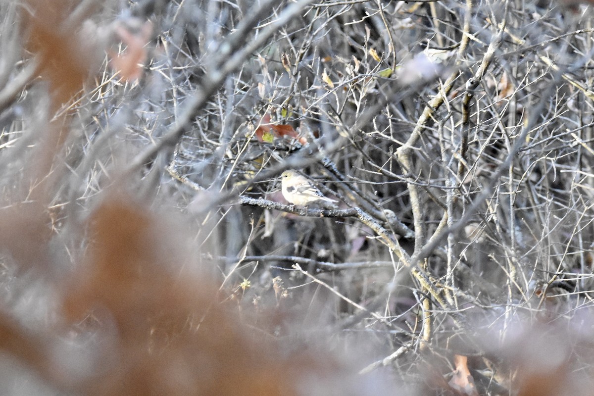 American Goldfinch - ML496824111