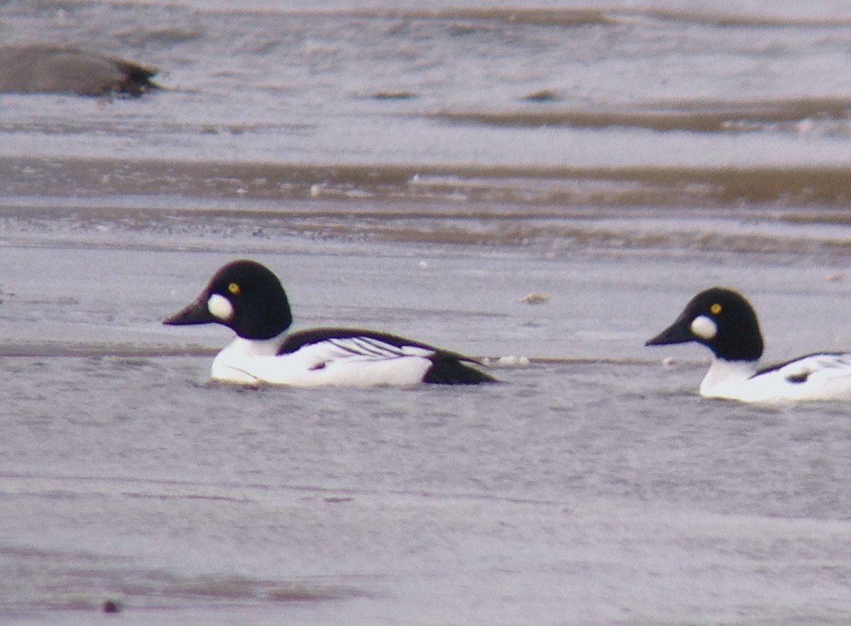 Common Goldeneye - ML49682611