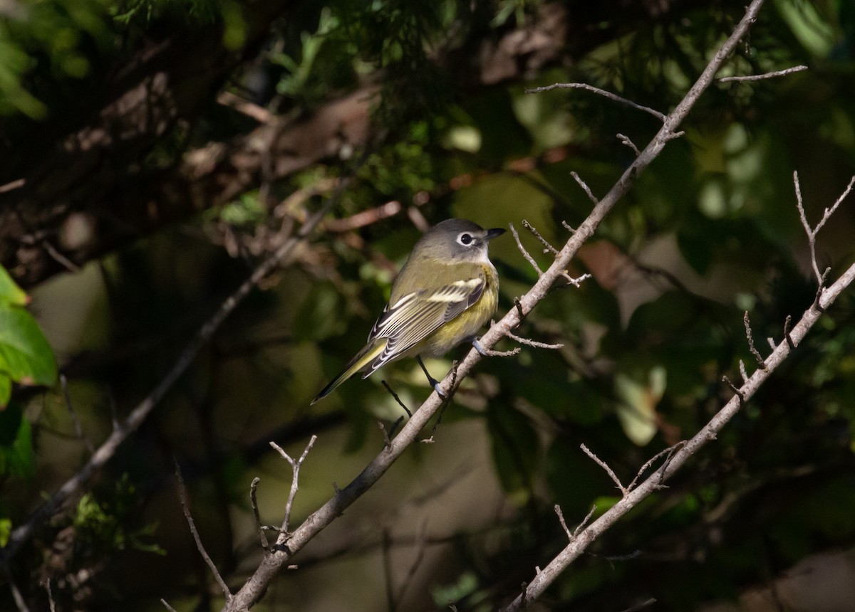 Blue-headed Vireo - Paul Mandala