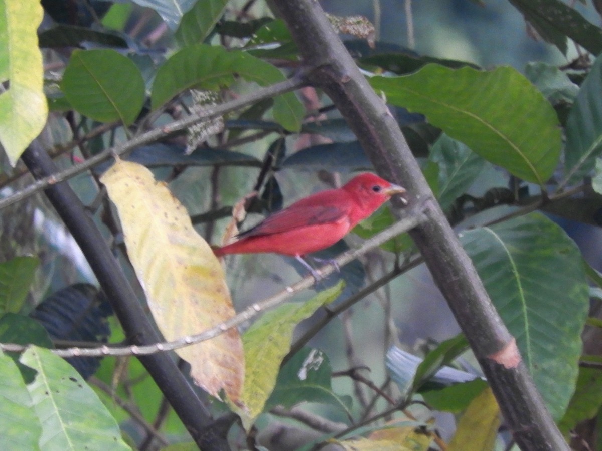 Summer Tanager - ML496827961