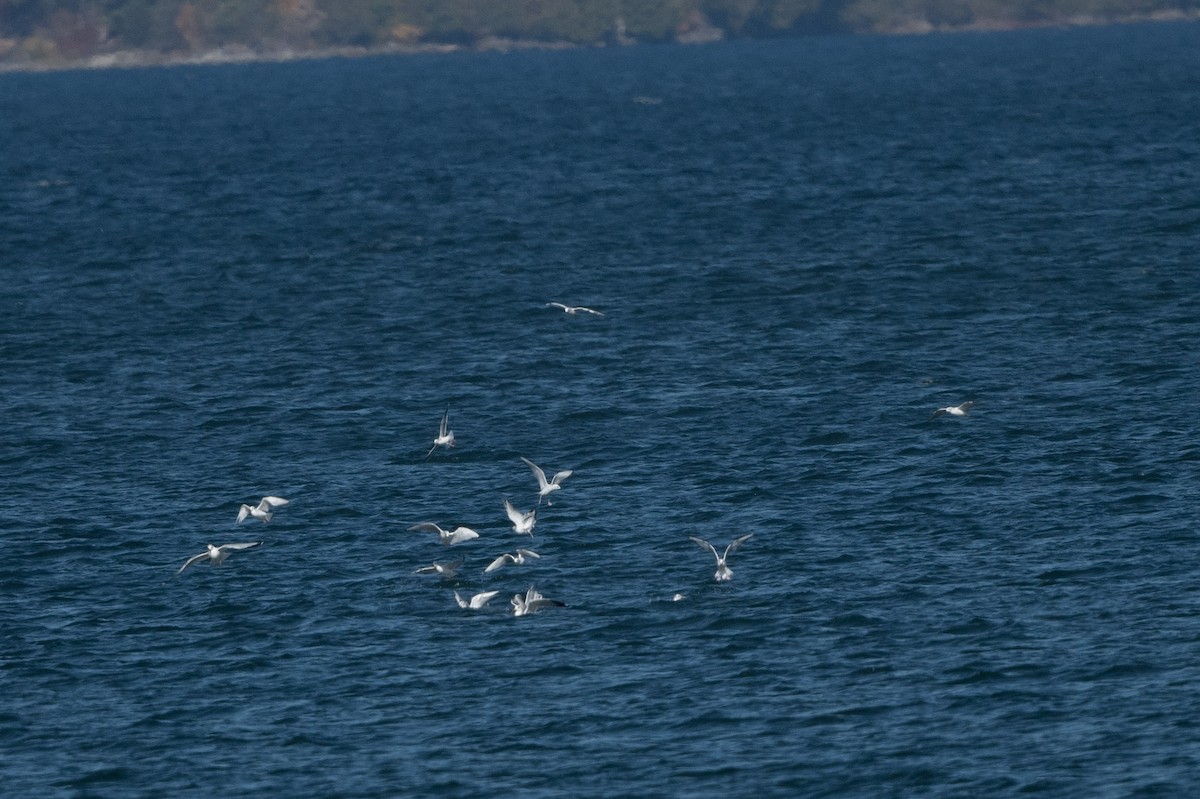 Mouette pygmée - ML496827981