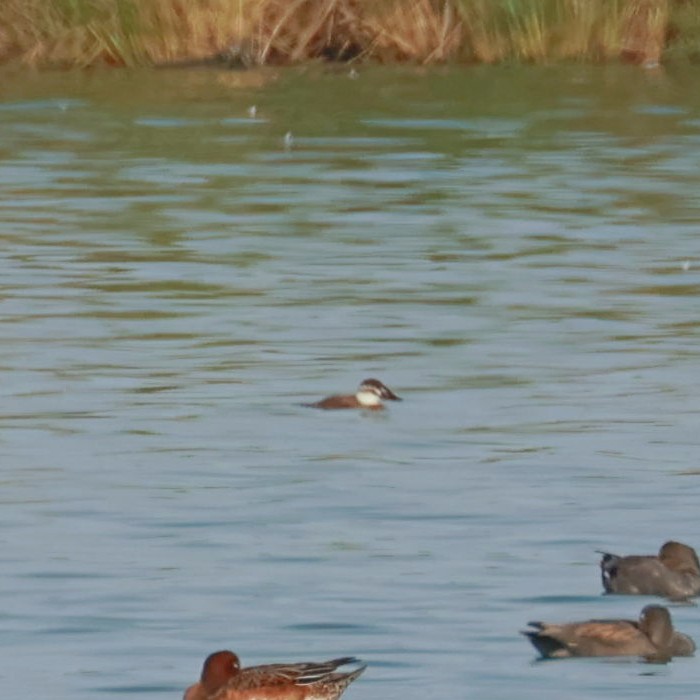 White-headed Duck - ML496828111