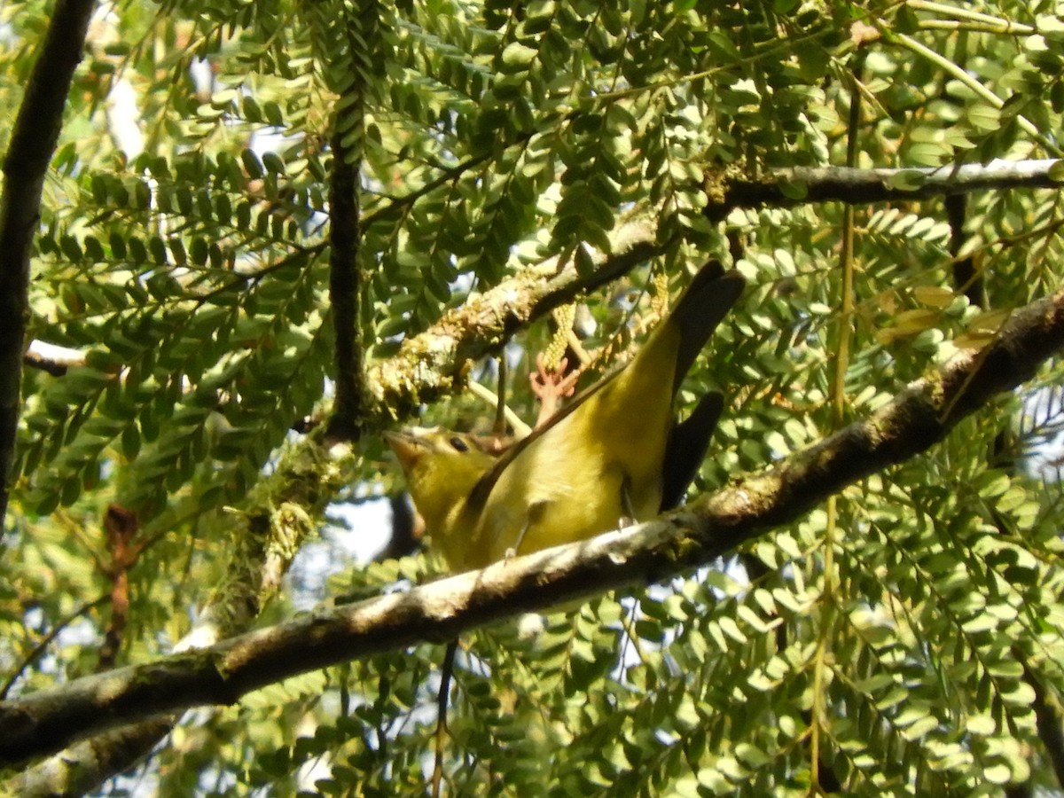 Piranga Escarlata - ML496828321