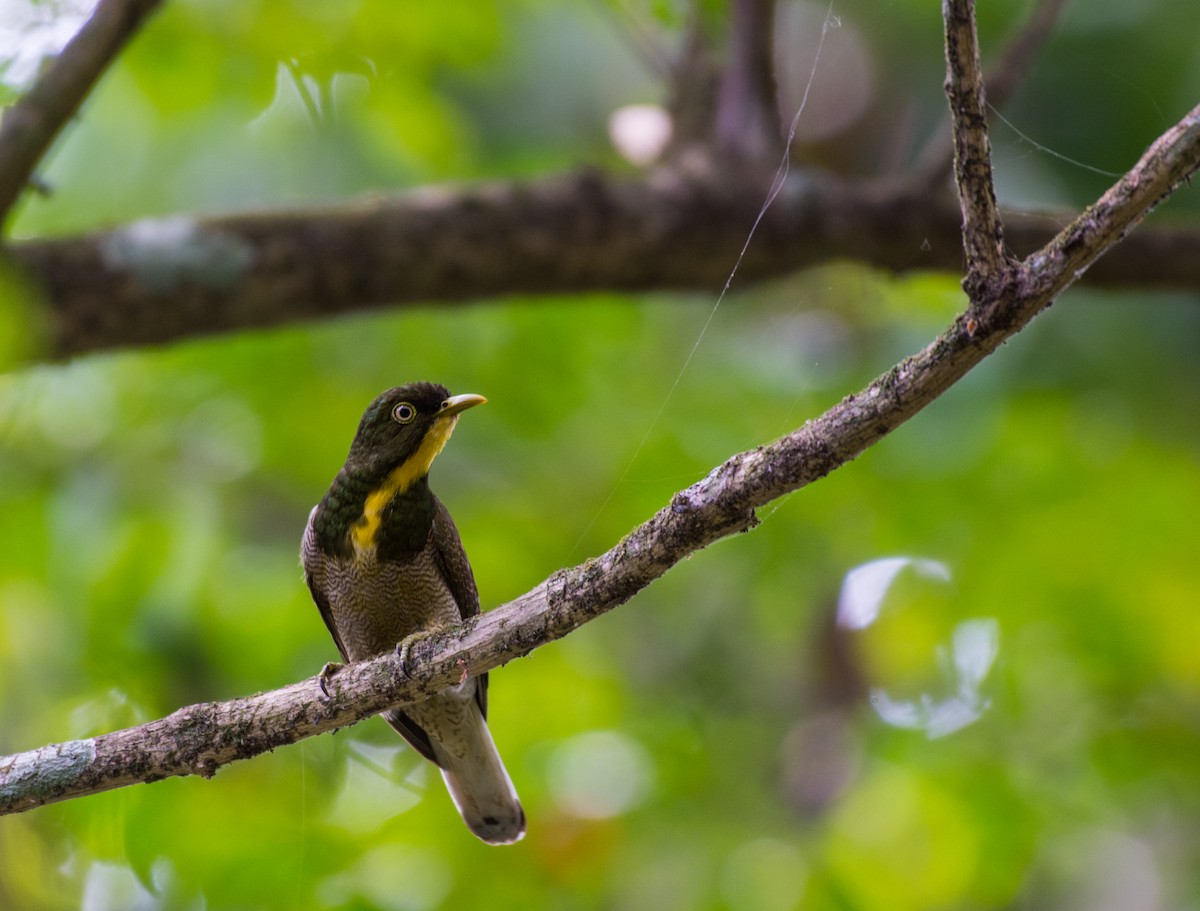 Yellow-throated Cuckoo - Aaron Kortenhoven