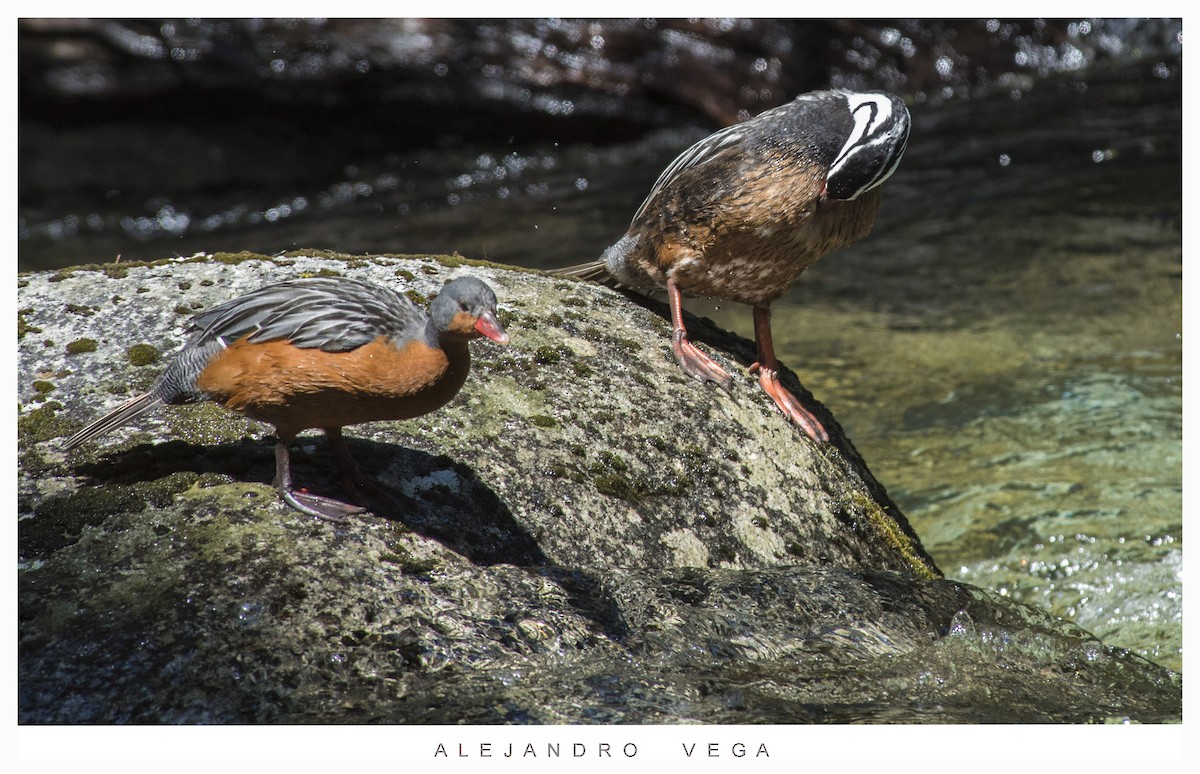 Torrent Duck - alejandro vega