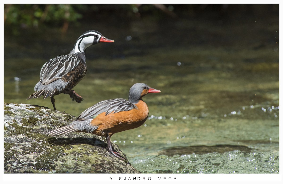 Torrent Duck - alejandro vega