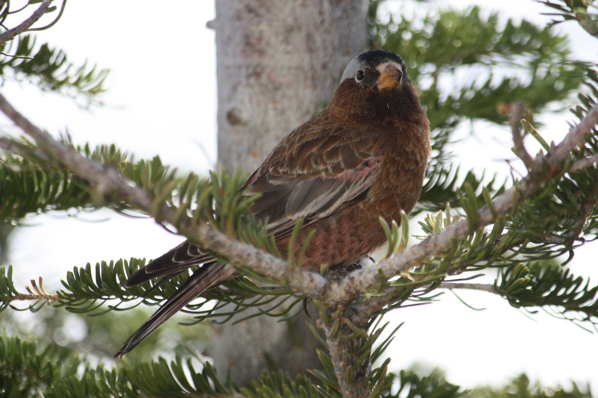 Gray-crowned Rosy-Finch - Marya Moosman