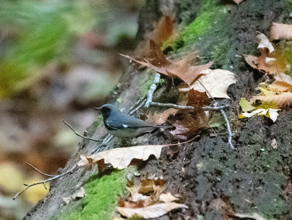 Black-throated Blue Warbler - ML496832061