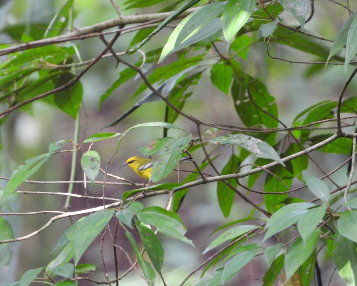 Blauflügel-Waldsänger - ML496834731