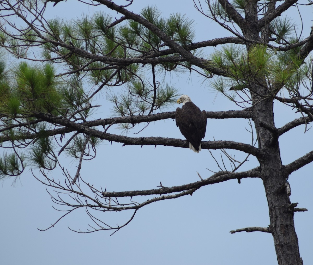 Bald Eagle - ML496835041