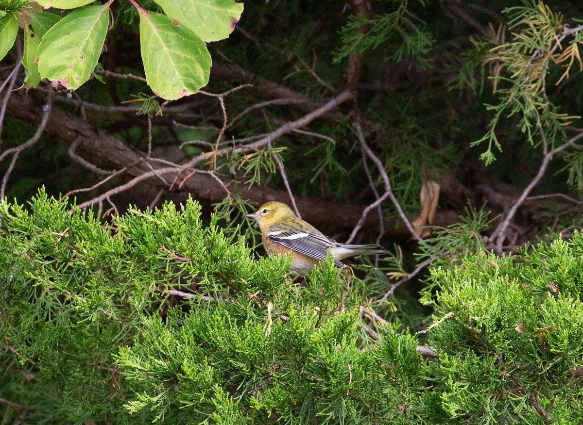 Bay-breasted Warbler - Paul Mandala