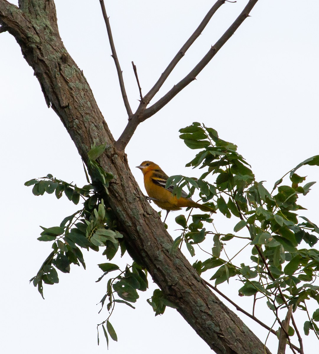 Baltimore Oriole - ML496838081