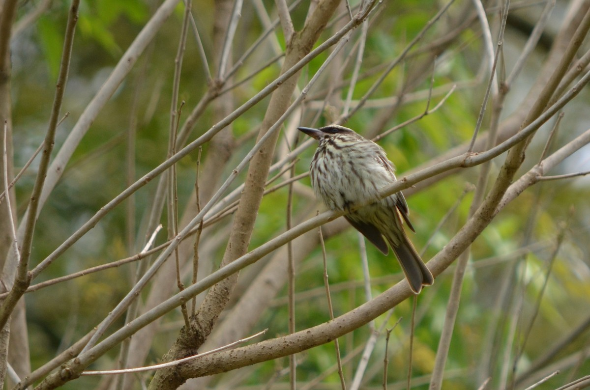 Streaked Flycatcher - ML496838351