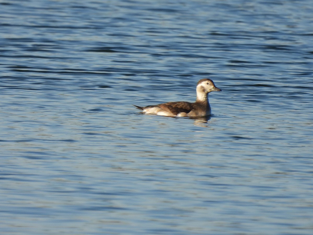 Long-tailed Duck - ML496839841