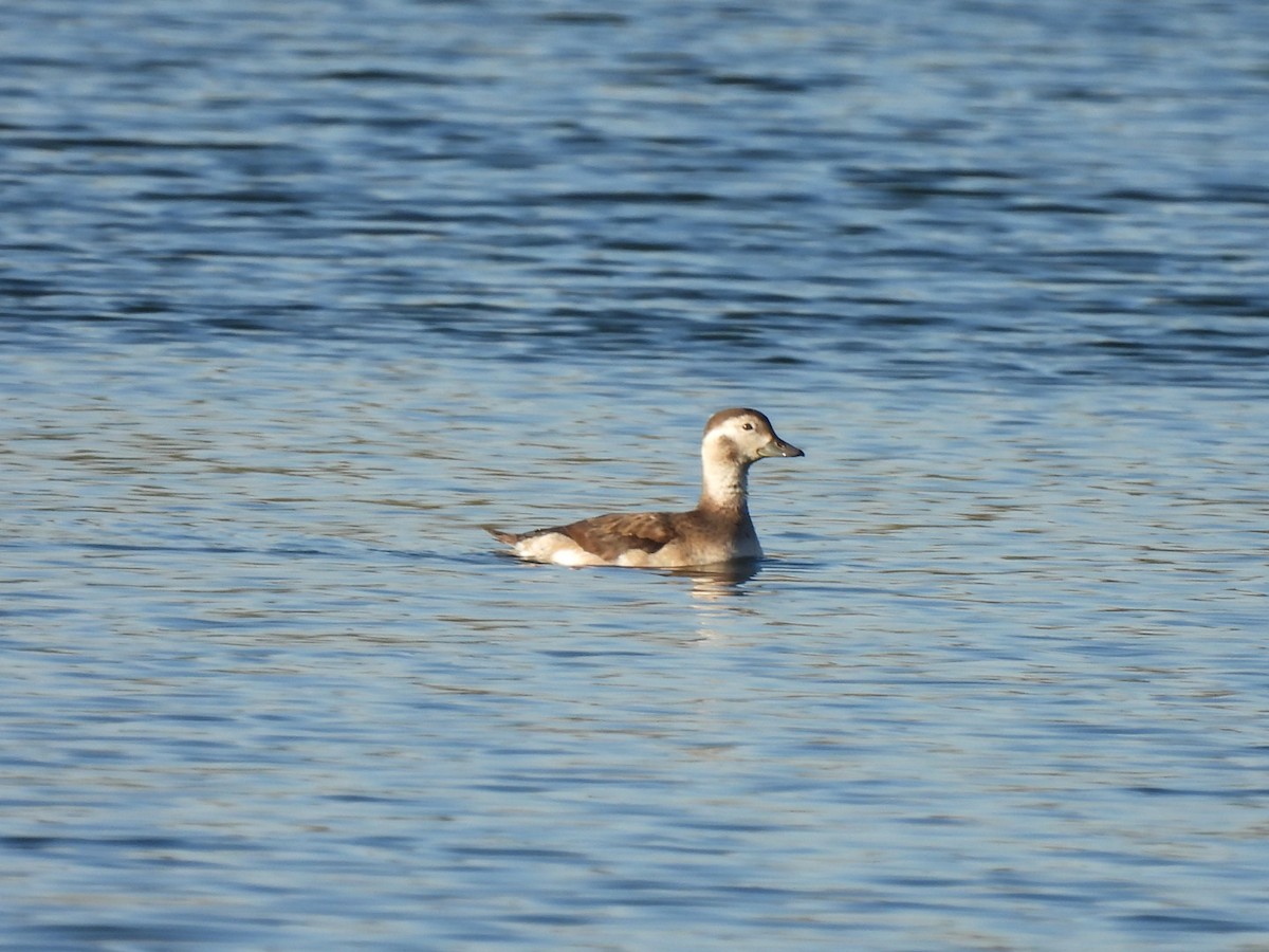 Long-tailed Duck - ML496839851