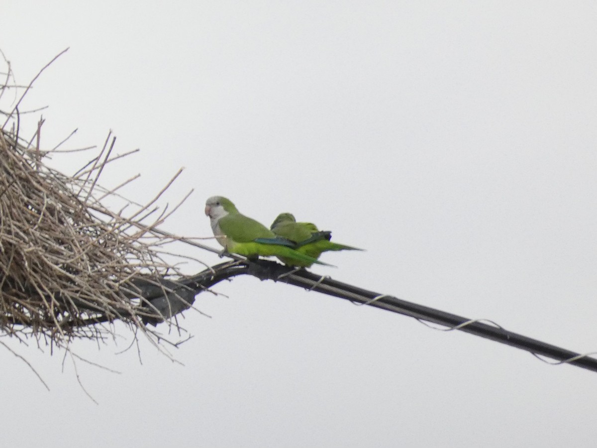 Monk Parakeet - ML496840111