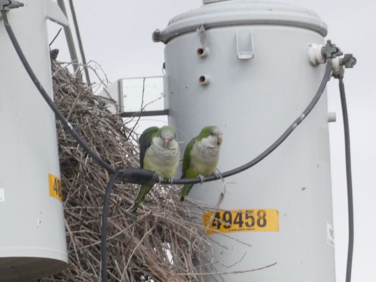 Monk Parakeet - ML496840121