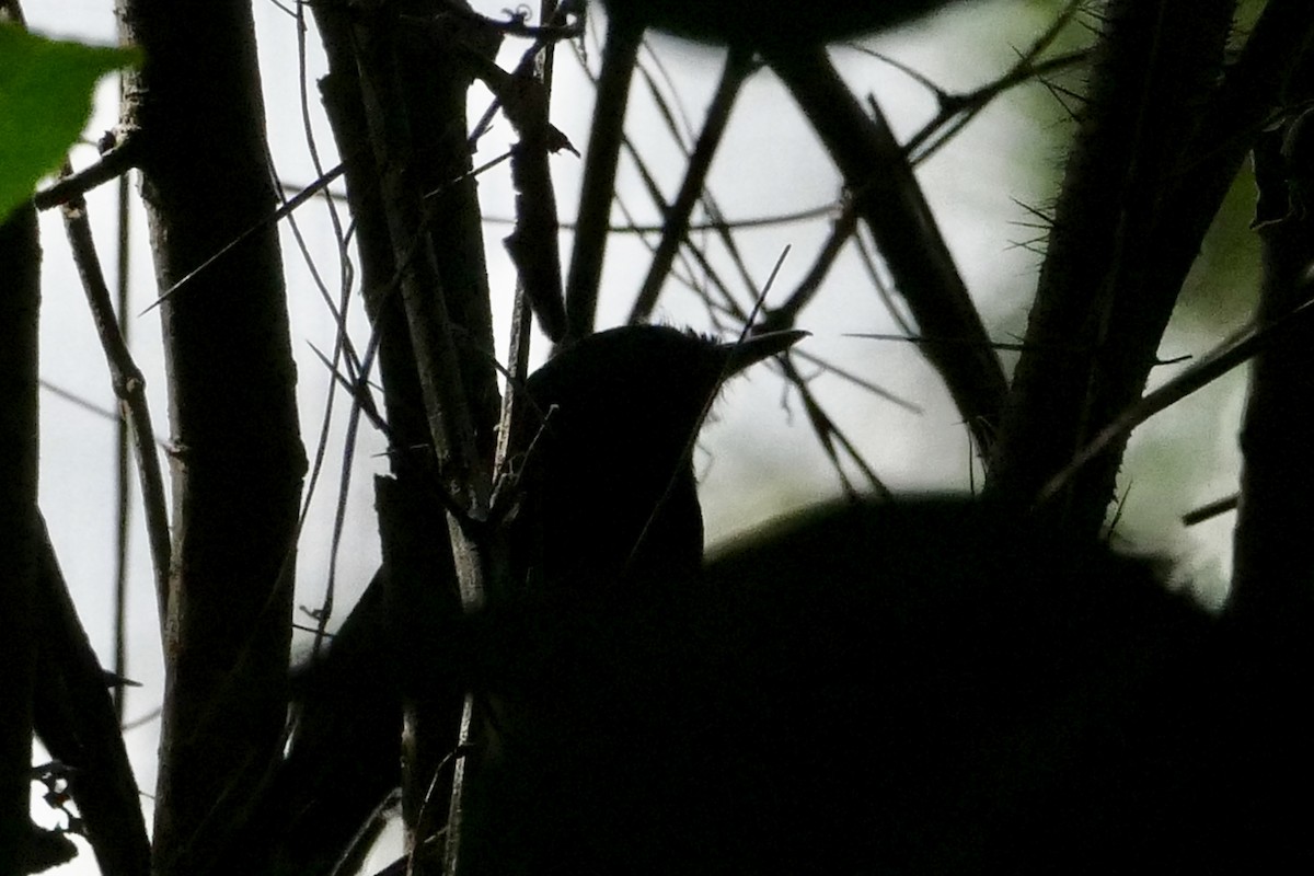 Rio Branco Antbird - Peter Kaestner