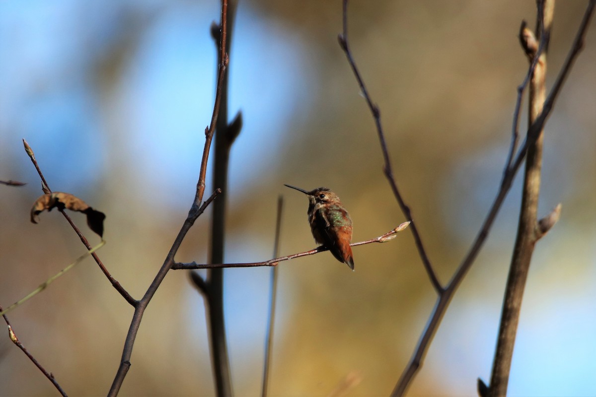 Rufous Hummingbird - Karol Wilson