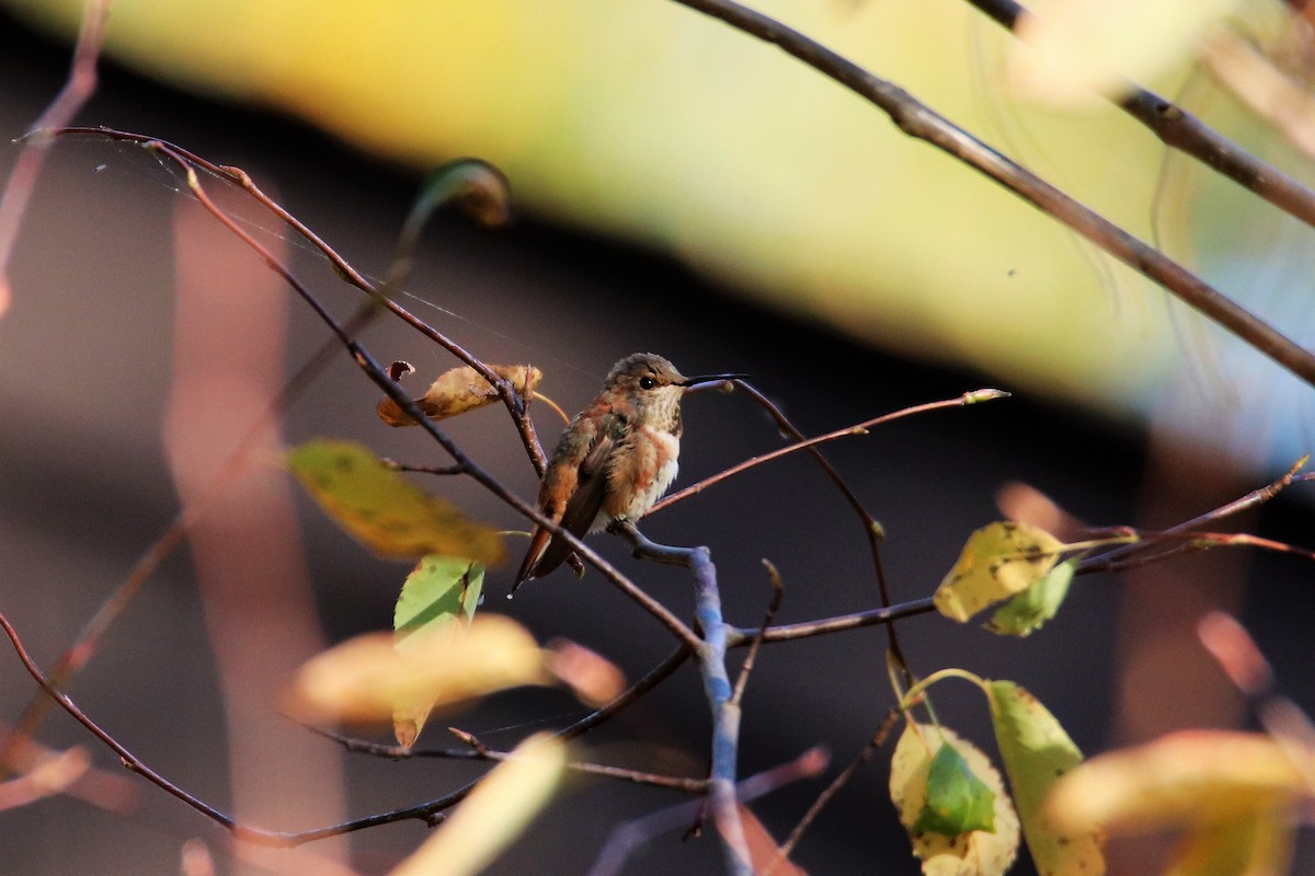 Rufous Hummingbird - ML496842501