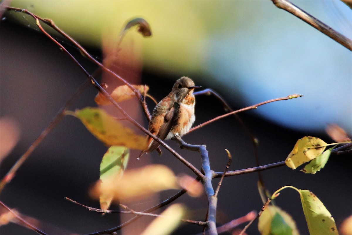 Rufous Hummingbird - ML496842521