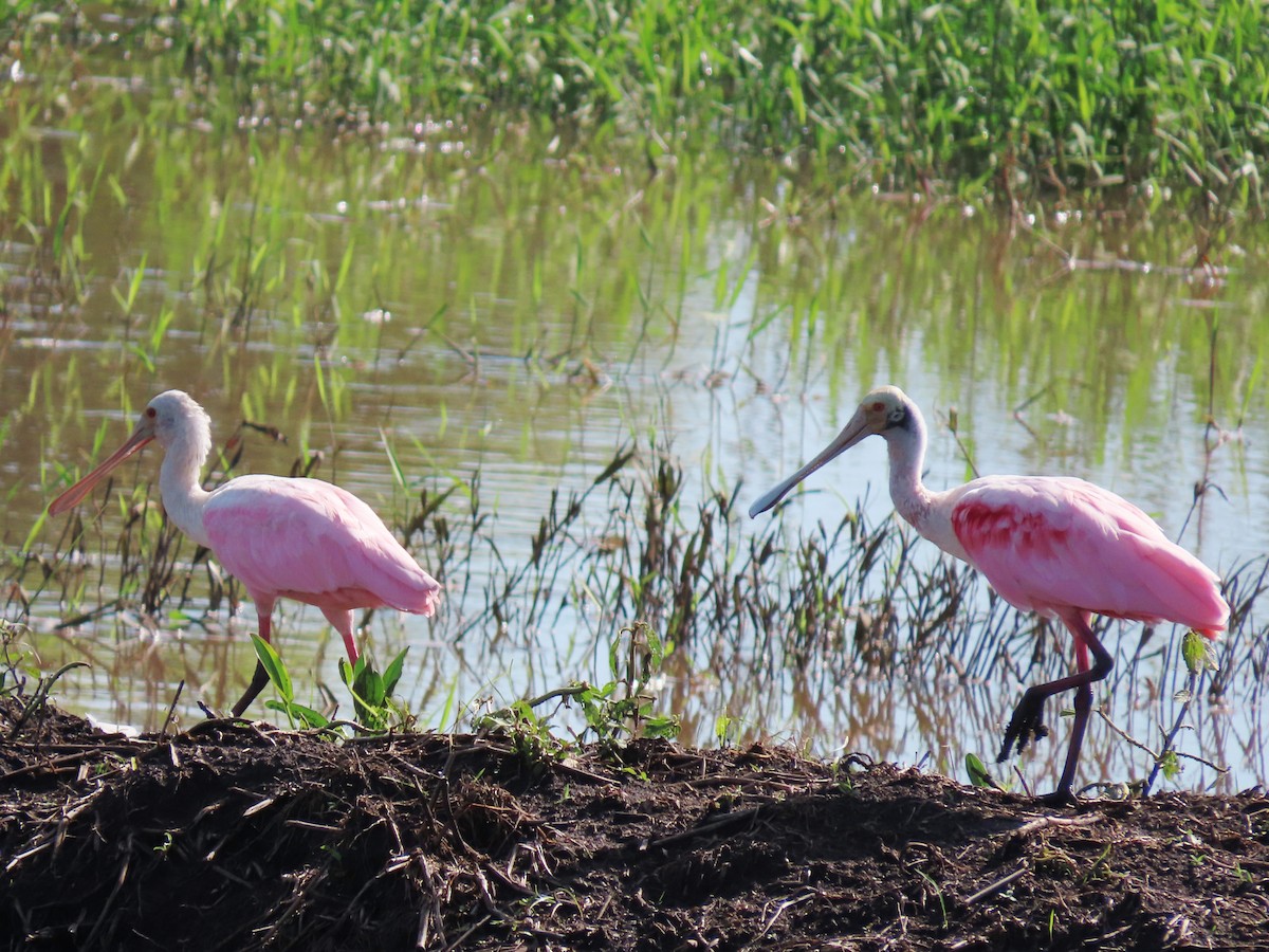 Roseate Spoonbill - ML496842731