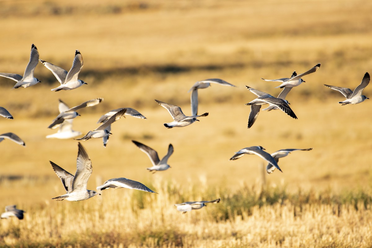 Franklin's Gull - ML496842751