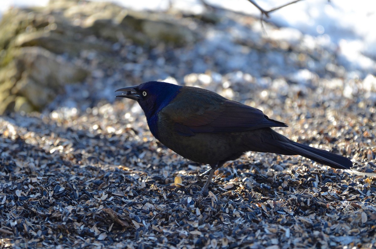 Common Grackle - ML49684331