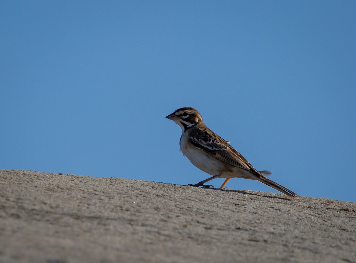 Lark Sparrow - Paul Mandala