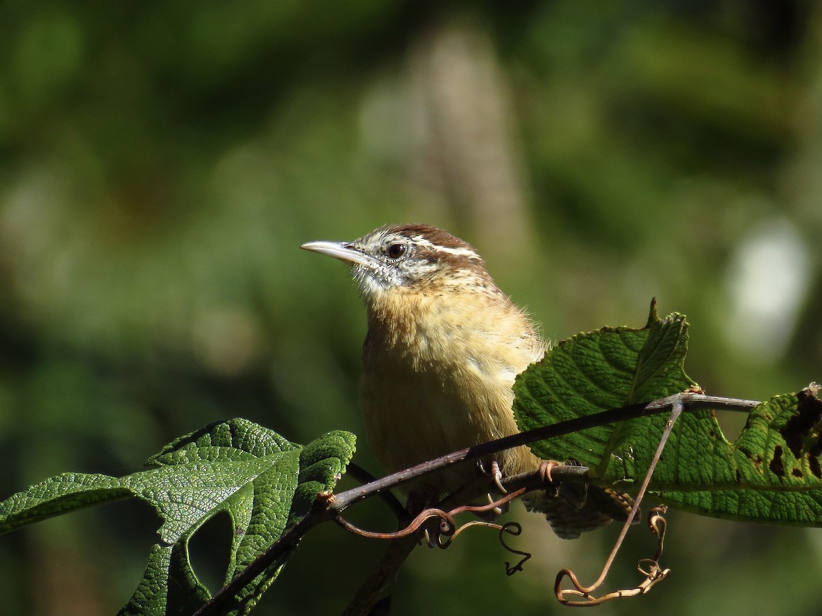 Carolina Wren - ML496843941