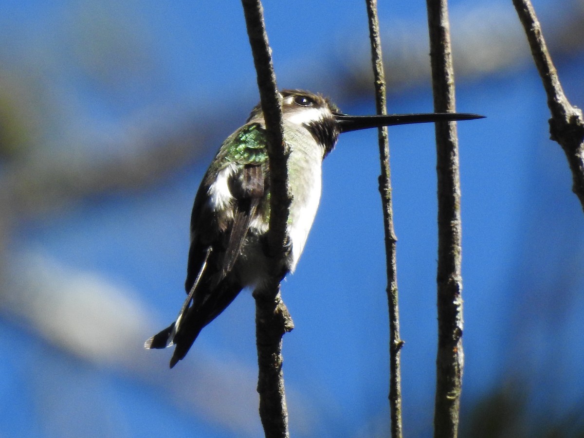 Long-billed Starthroat - ML496845361
