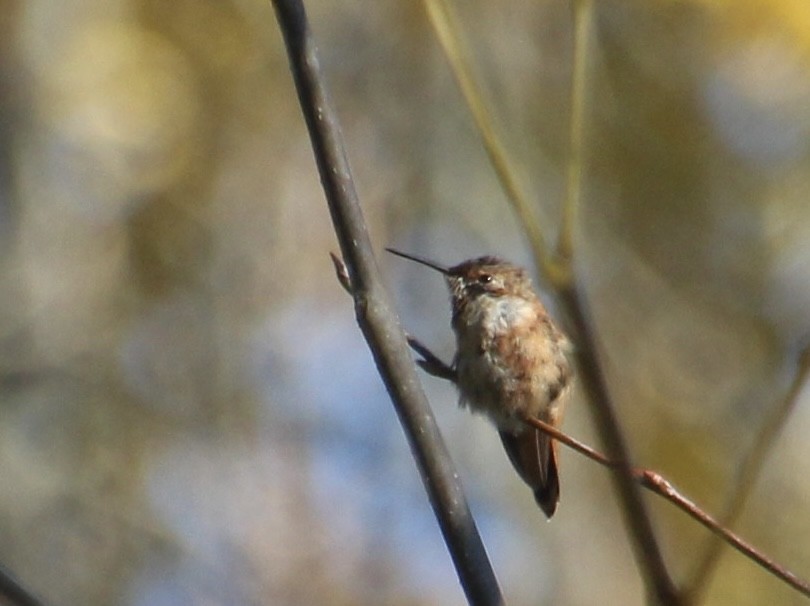 Rufous Hummingbird - ML496846931