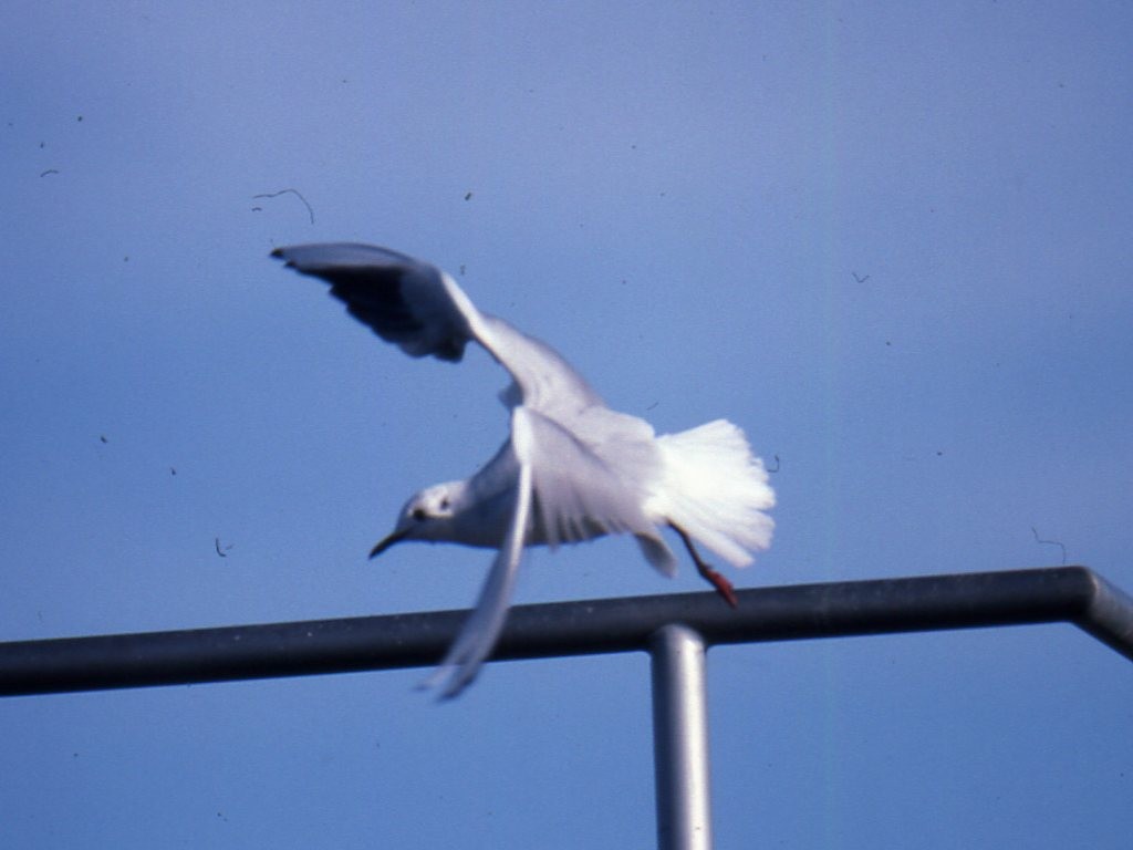 Black-headed Gull - ML49684761