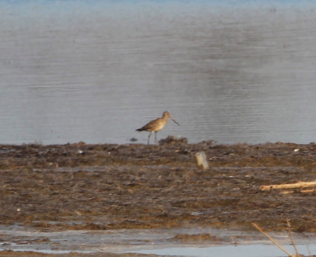 Hudsonian Godwit - Shawn Morneault