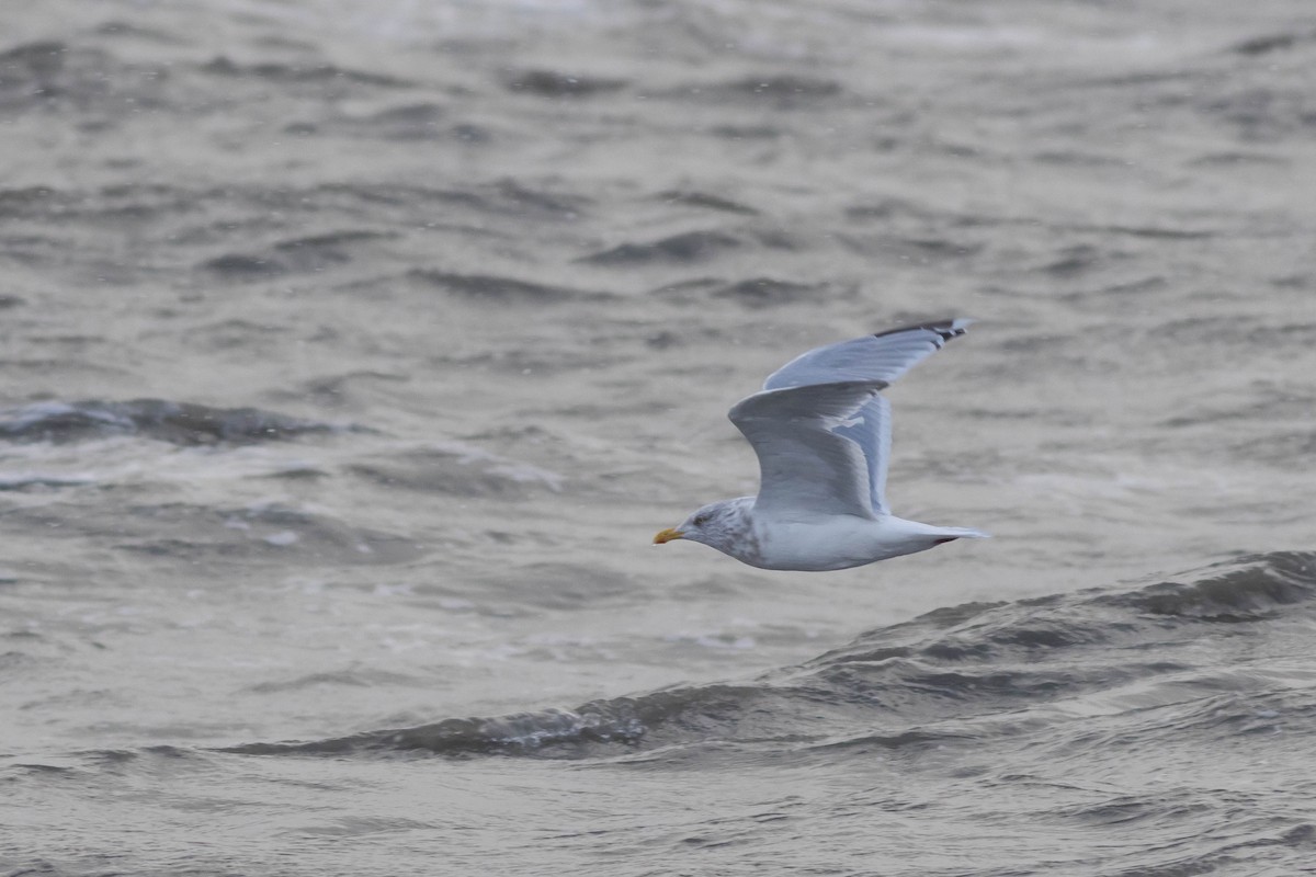 Herring x Glaucous Gull (hybrid) - ML496850421