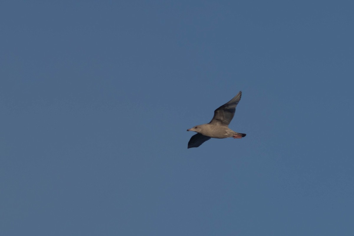 Herring x Glaucous Gull (hybrid) - ML496850821