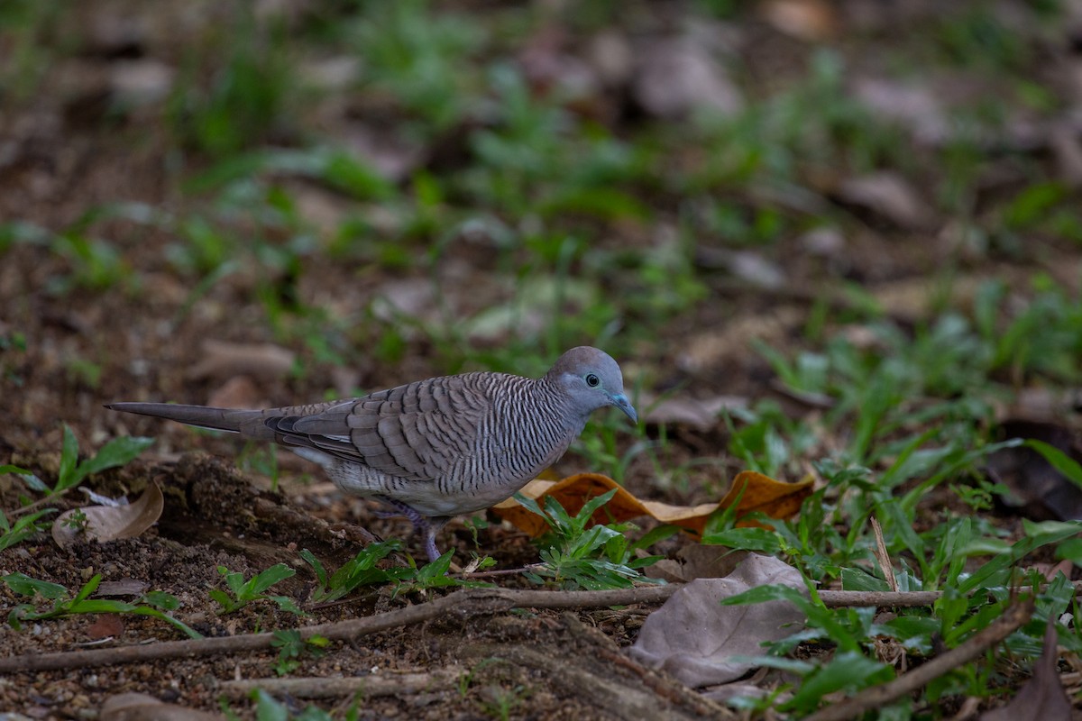 斑馬鳩 - ML496851211