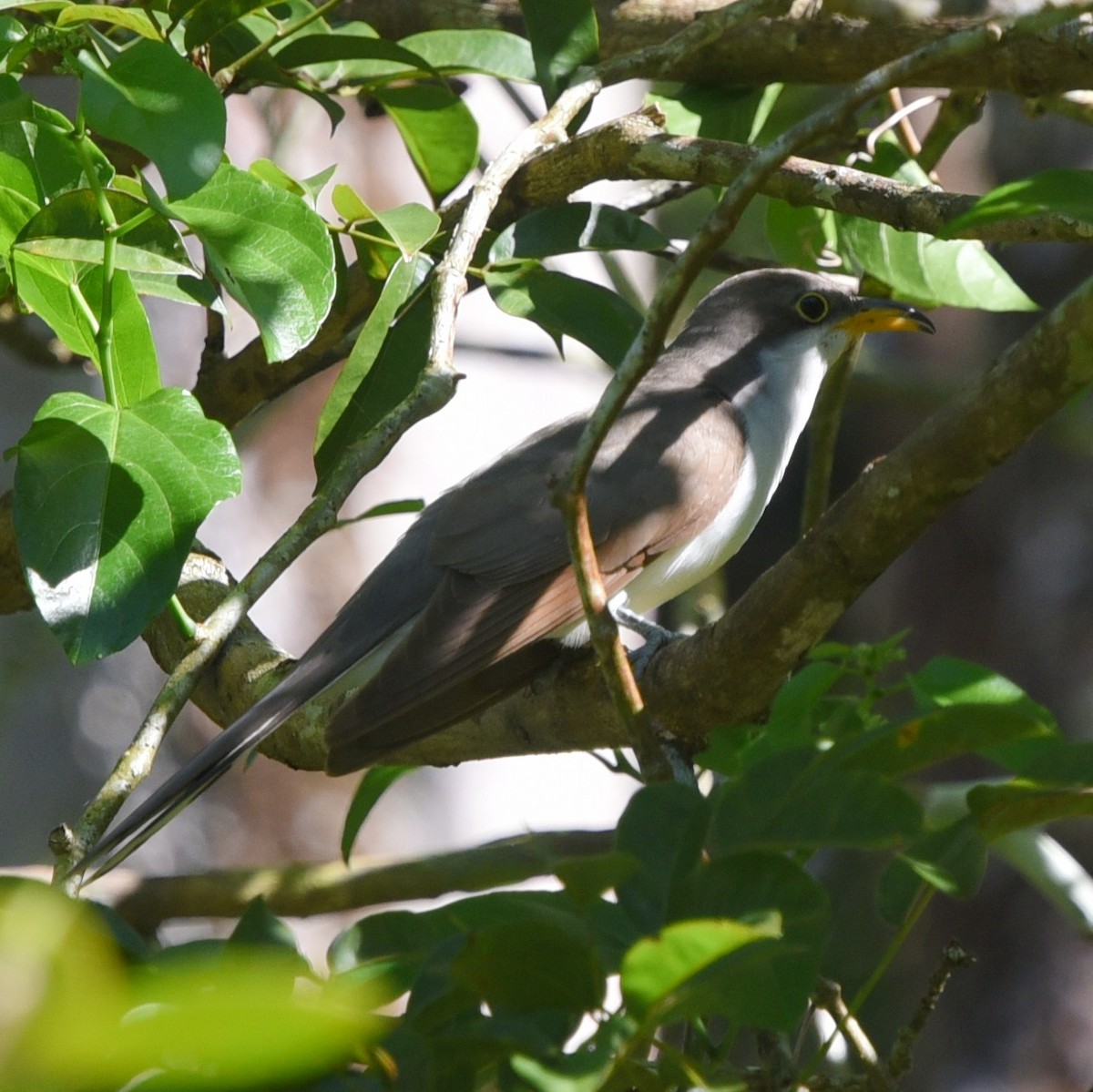 Yellow-billed Cuckoo - ML496851301