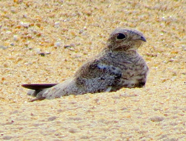 Sand-colored Nighthawk - ML496854581