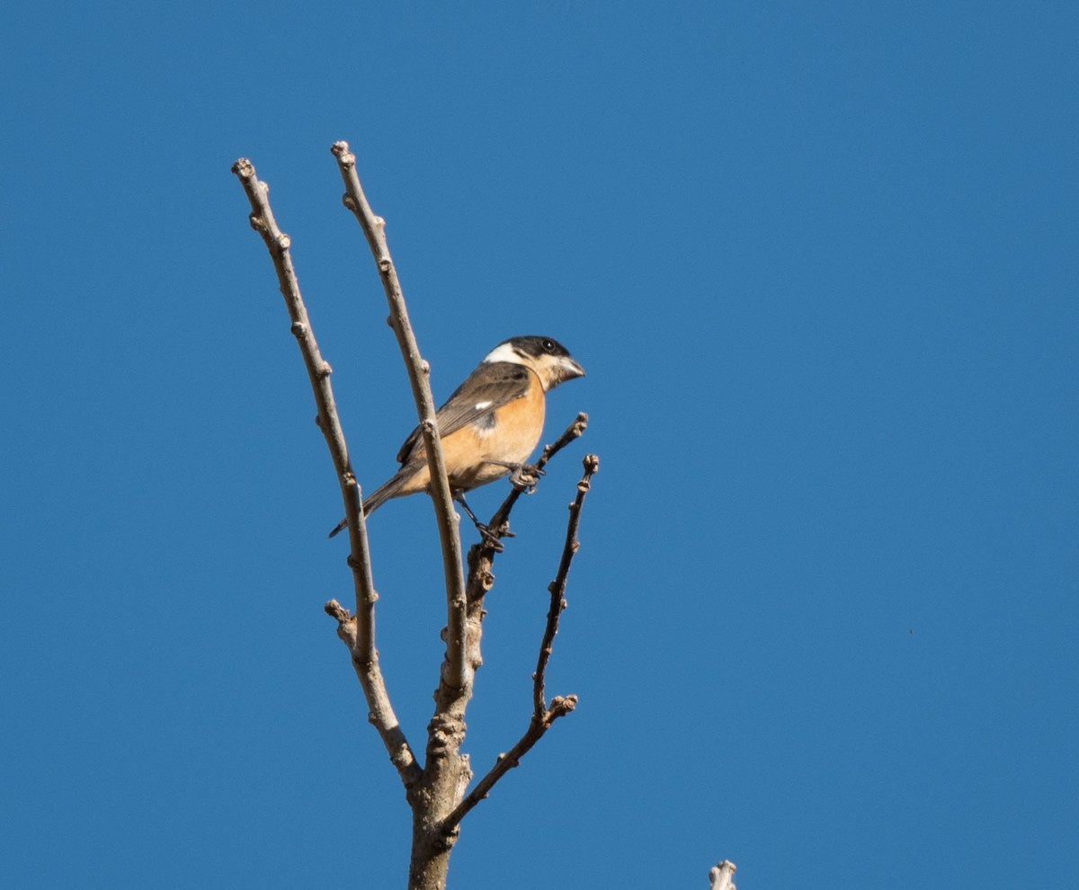 Cinnamon-rumped Seedeater - ML496854751