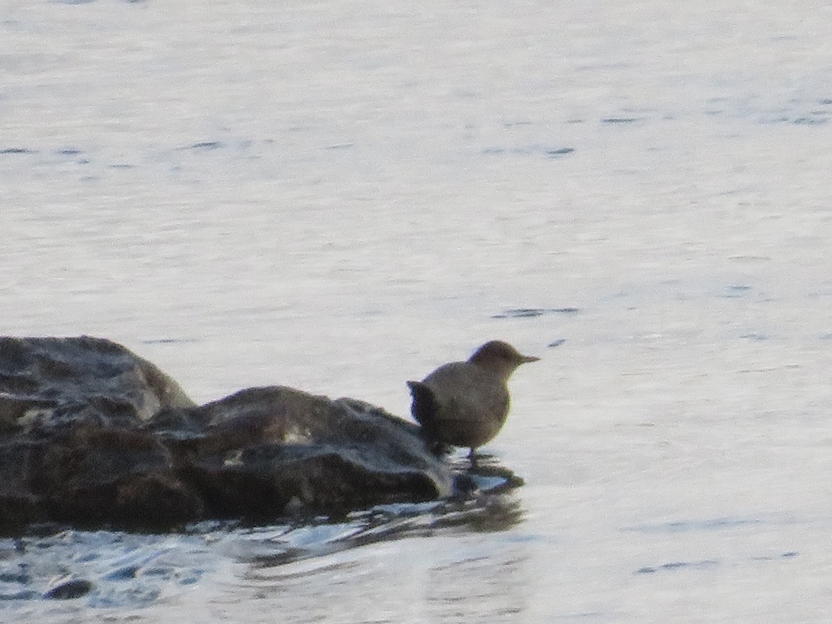 American Dipper - ML496855021