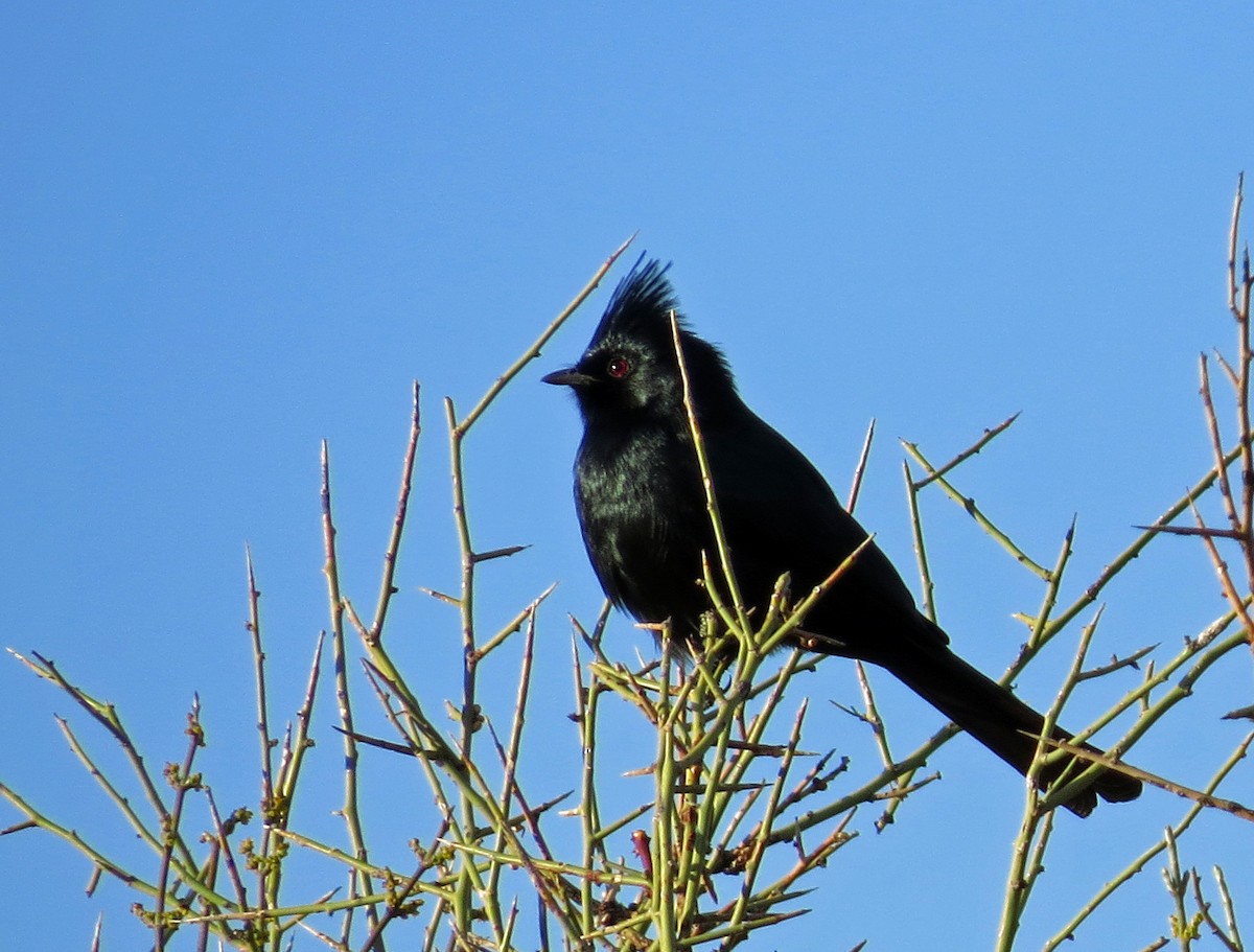 Phainopepla - Diane Drobka