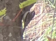 Brown Creeper - ML496856041